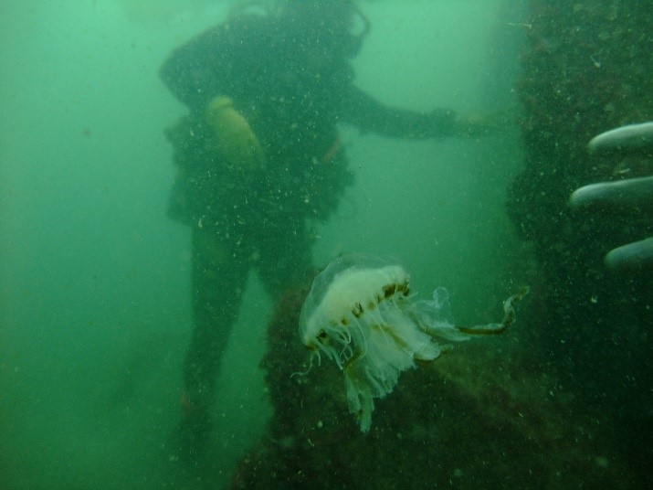 Fauna & Flora found on the site